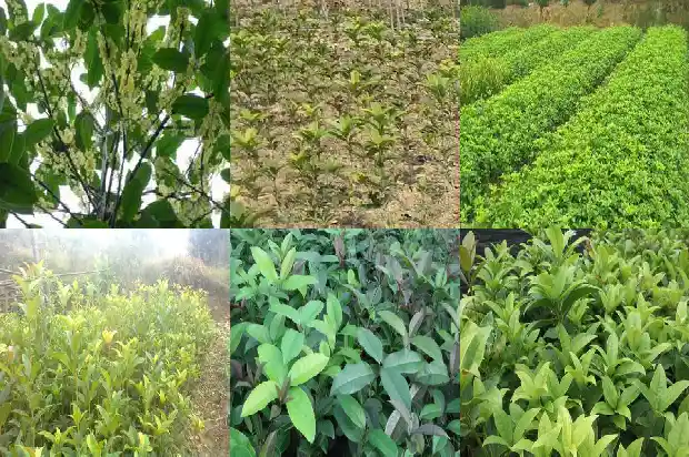 桂花的芽是什么颜色的1685320746666