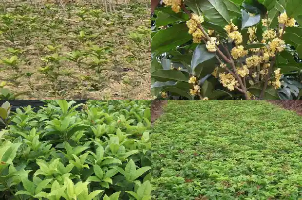 桂花新芽红色和绿色1685320789006