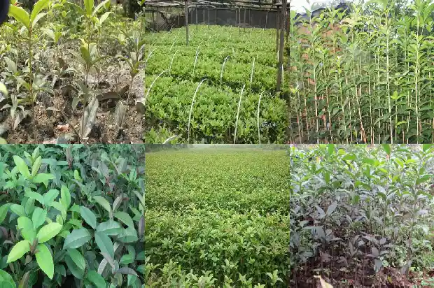 桂花新芽红色和绿色1685320789054