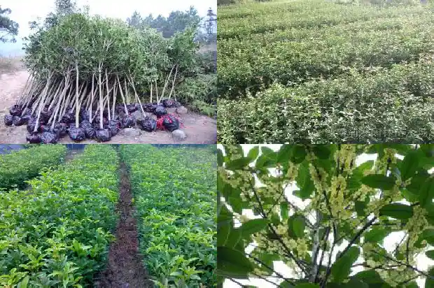 多少钱一棵四季桂花1689726241442