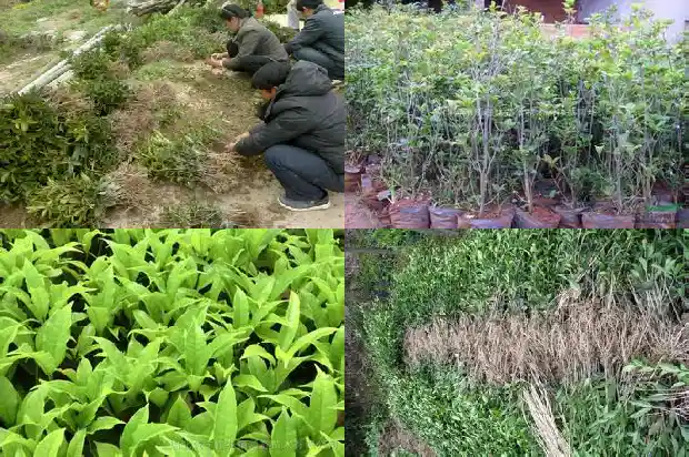 桂花叶子的形状和颜色是什么样的啊1685320824375