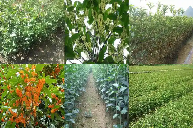桂花叶子的形状和颜色是什么样的啊1685320824423