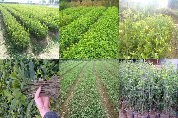 多少钱一棵四季桂花树苗价格1690504608407