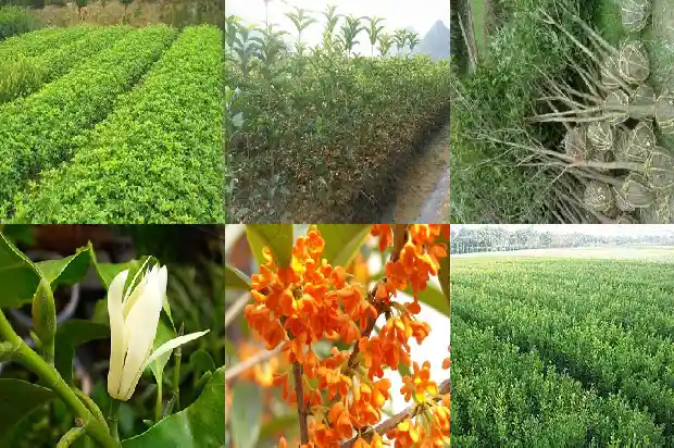 桂花叶子什么颜色最好1685320872677