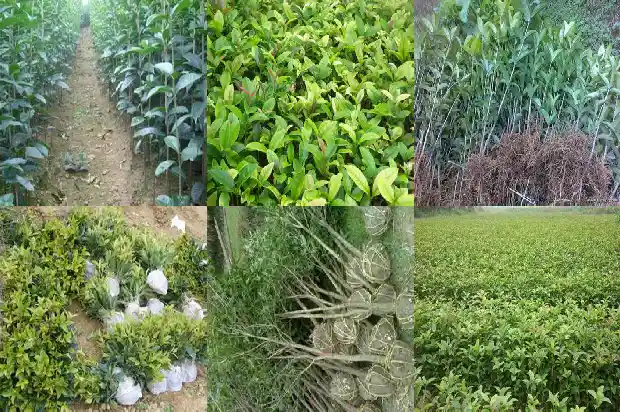 桂花用指甲掐一掐是什么味道的1685320894682