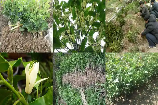 桂花用指甲掐一掐是什么味道的1685320894730