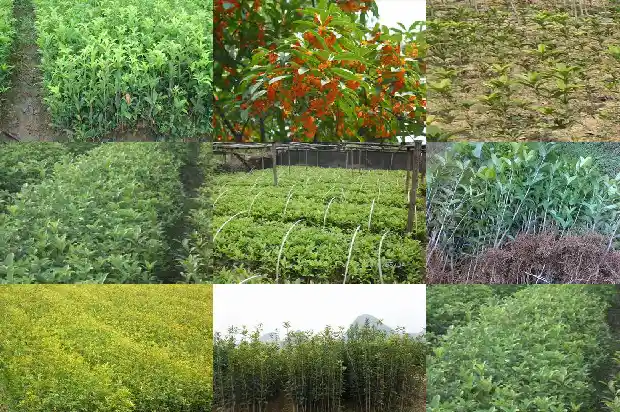 桂花叶子的花纹是什么颜色1685320912215