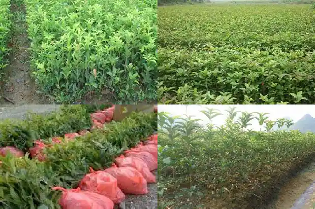 桂花的叶子是什么样子的1685320932174