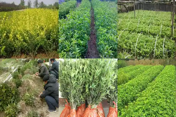 桂花的叶子是什么样子的1685320932222