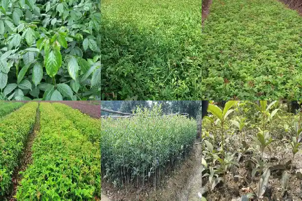 桂花蒸米糕的做法1688522307877