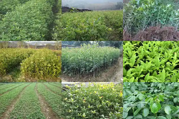 一年开一次桂花怎样嫁接为四季花开的1689899670678