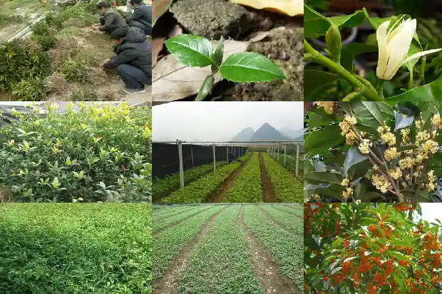桂花叶子的花纹的科学名称1685320973606
