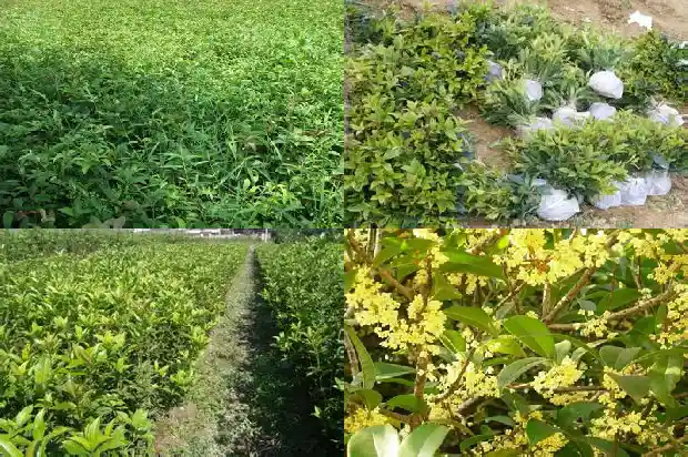 桂花叶子的花纹的科学名称1685320973654