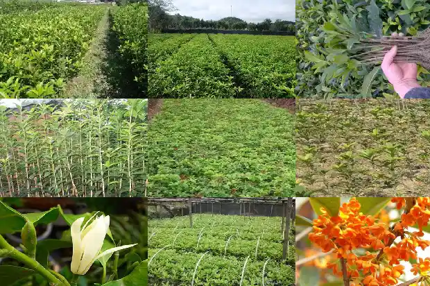 桂花叶子的花纹的科学名称1685320973702