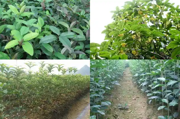 桂花叶子的花纹的科学名称1685320973750