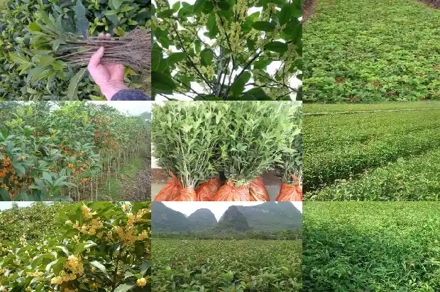 桂花茶的桂花需要风干吗1689467979343