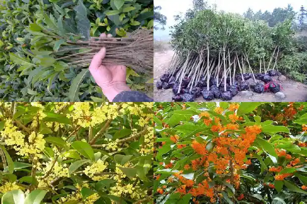 桂花泡茶桂花可以吃吗1689576433221