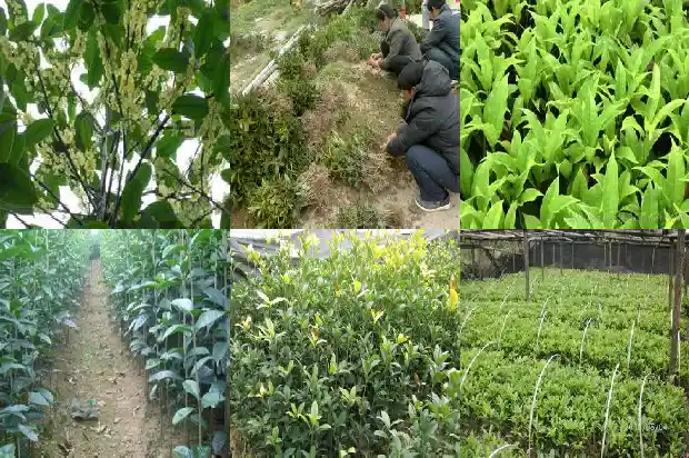 桂花的叶型是什么1685321015325