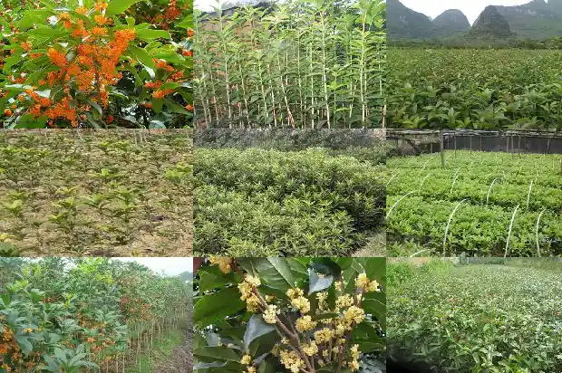 桂花的叶型是什么1685321015419