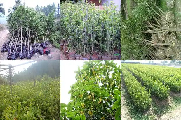重庆桂花树苗批发价格表最新1689985626746