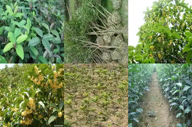 盆栽桂花怎样修剪1688347103622