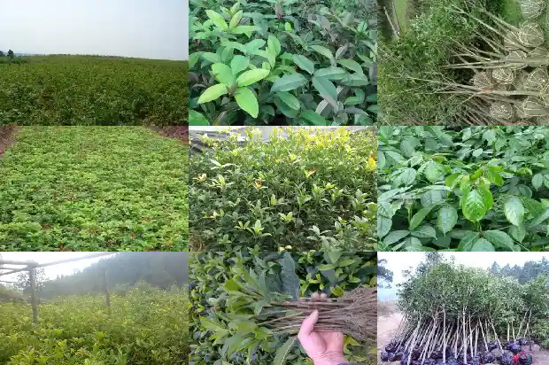 葡萄桂花乌龙茶的功效与作用禁忌和副作用1689467473144