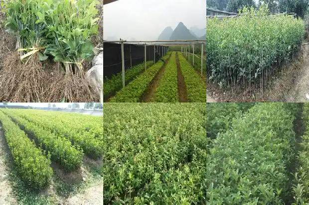 桂花是什么的气味的1685321209485