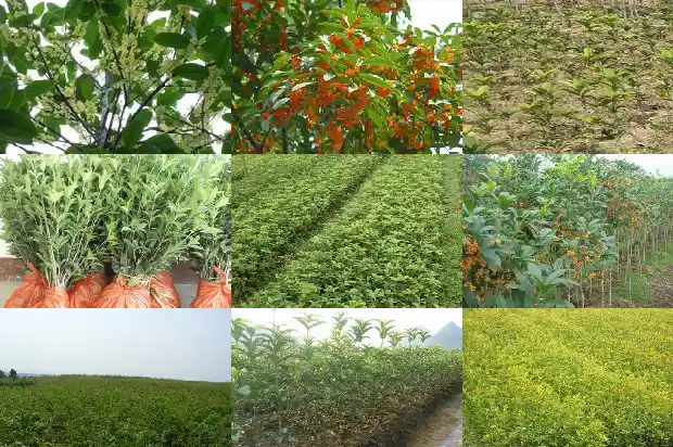 桂花的味道像什么水果1685321248209