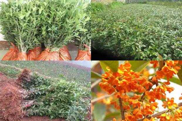 桂花的味道像什么水果1685321248257