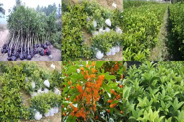 桂花的气味是什么味道啊1685321269882