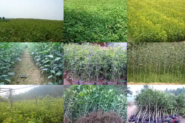 桂花的气味是怎样的形容词1685321293341