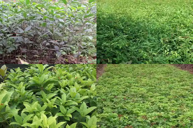 桂花一年开两次正常吗1690504212677