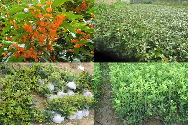桂花的气味特点是什么意思1685321330050
