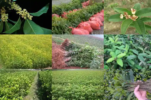 桂林桂花树苗木基地1690504749731