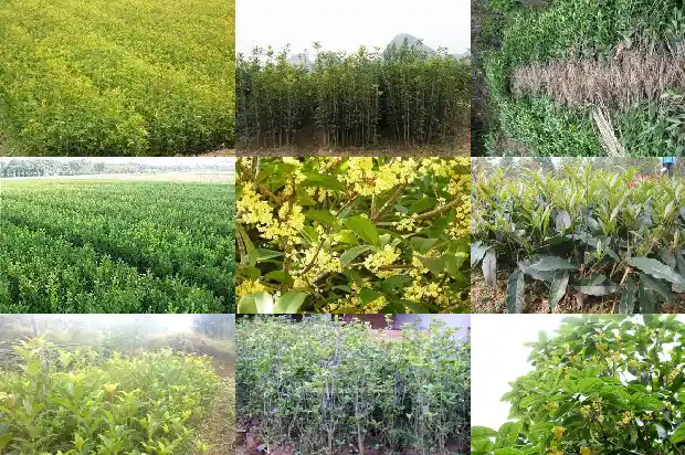 8月桂花树什么时候开花1690418047420
