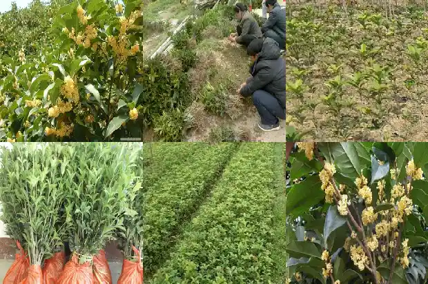 桂花有什么特点有什么香味1685321347732