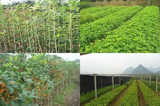 桂花有什么特点有什么香味1685321347828