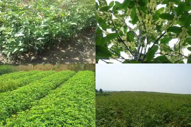 重庆桂花树收购商家电话1690504980972