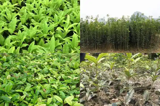 桂花的气味特点有哪些呢1685321381834
