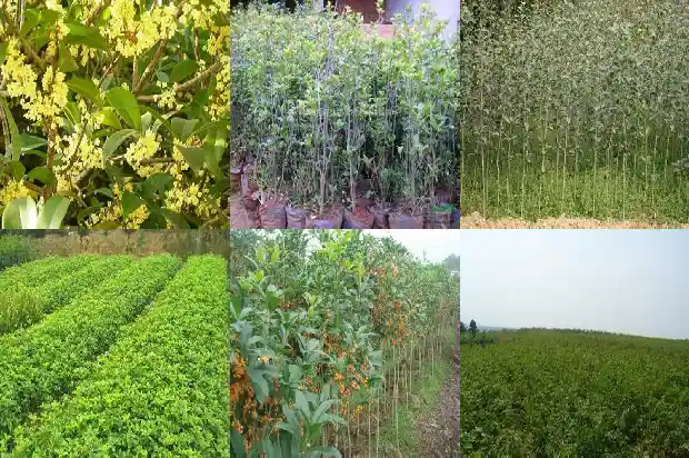 桂花的气味特点有哪些呢1685321381882
