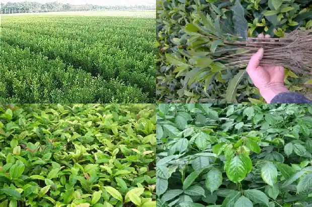 桂花的气味特点有哪些词语1685321393815