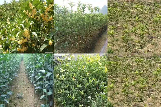 桂花的气味特点有哪些词语1685321393862