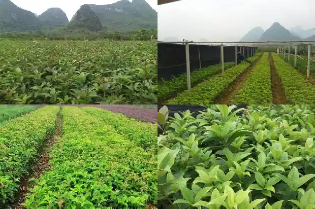 桂花的气味是1685321401353