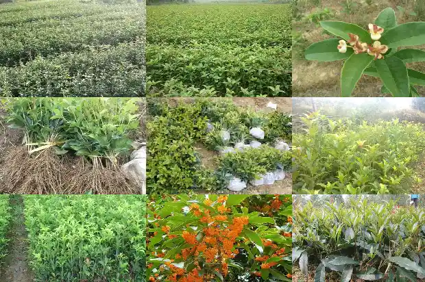 桂花的气味特征是什么1685321412943
