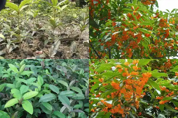 桂花的气味特征是什么1685321412990