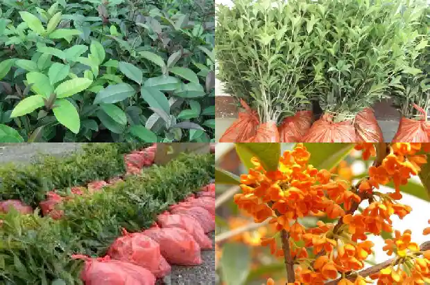 老桩桂花树盆景盆栽1690417833555