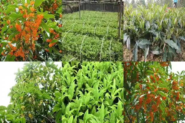 最新桂花苗价格行情1689726707194