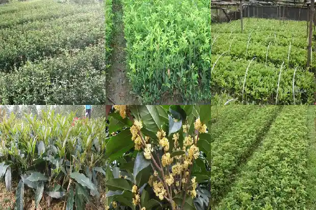桂花的样子气味颜色和其他特点一样吗1685321436779