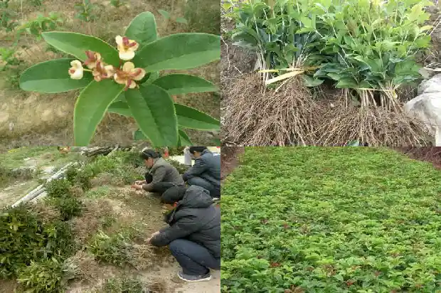 桂花的样子和气味、颜色1685321448623