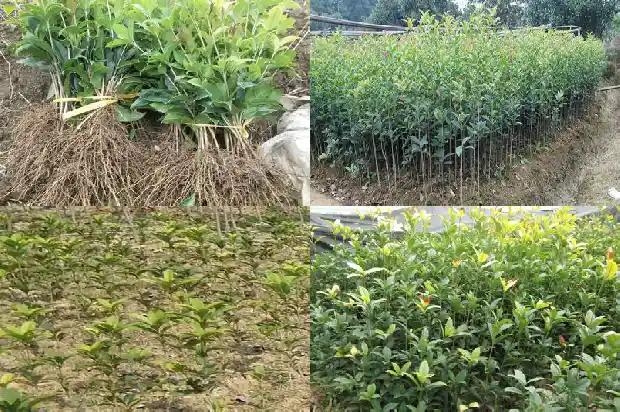 桂花的样子和气味、颜色1685321448671